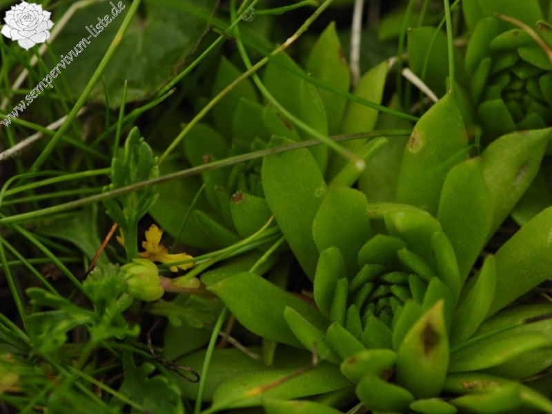 montanum ssp. carpathicum from Bystrá - SO Abhang