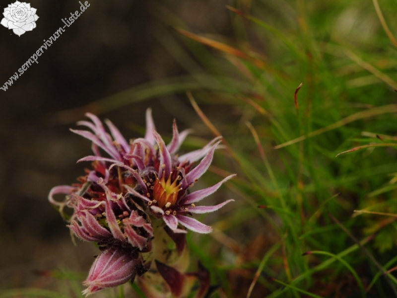 montanum ssp. carpathicum from Bystrá - SO Abhang