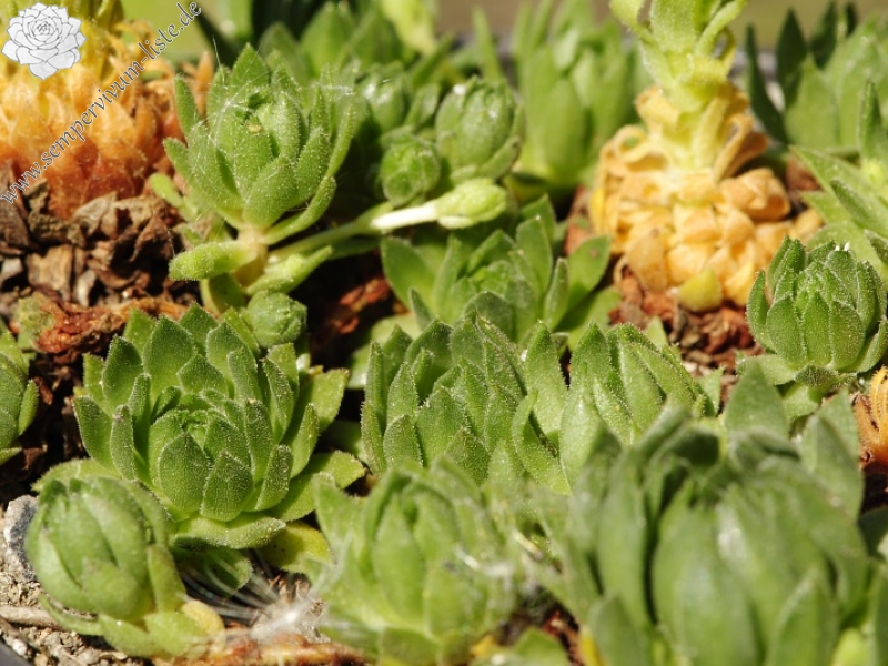 montanum ssp. carpathicum from Gáborovo sedlo