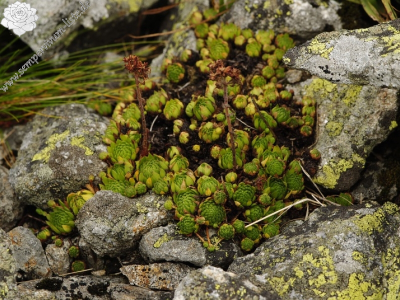 montanum ssp. carpathicum from Gáborovo sedlo