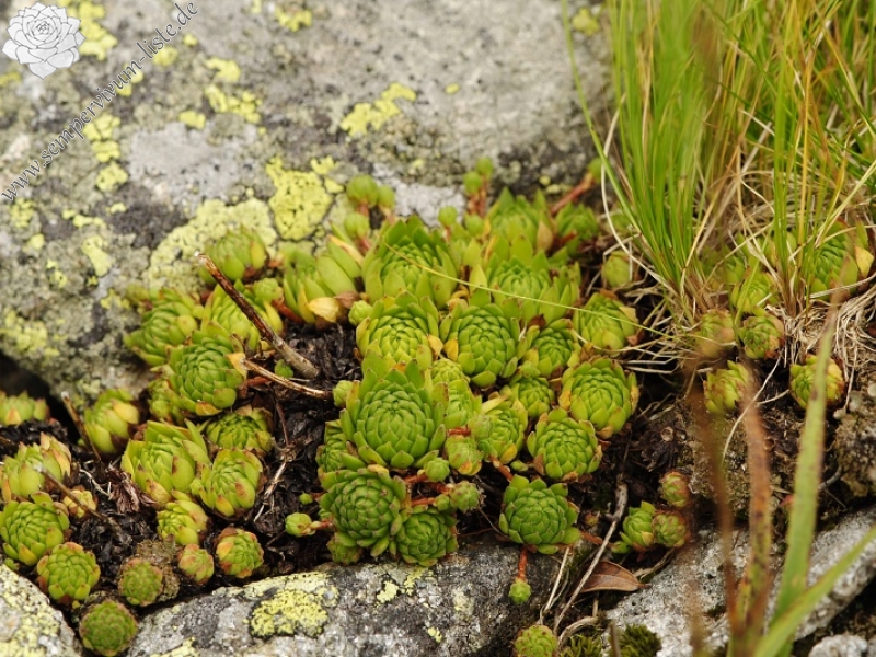 montanum ssp. carpathicum from Gáborovo sedlo