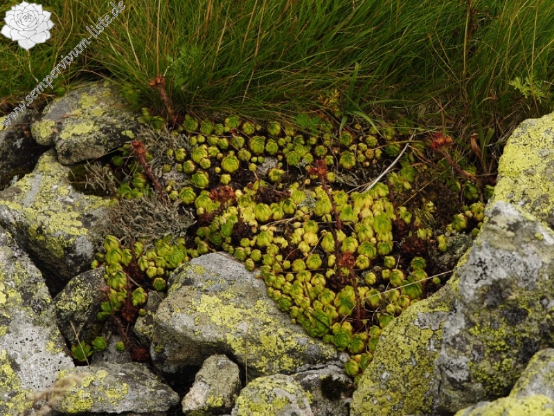montanum ssp. carpathicum from Gáborovo sedlo