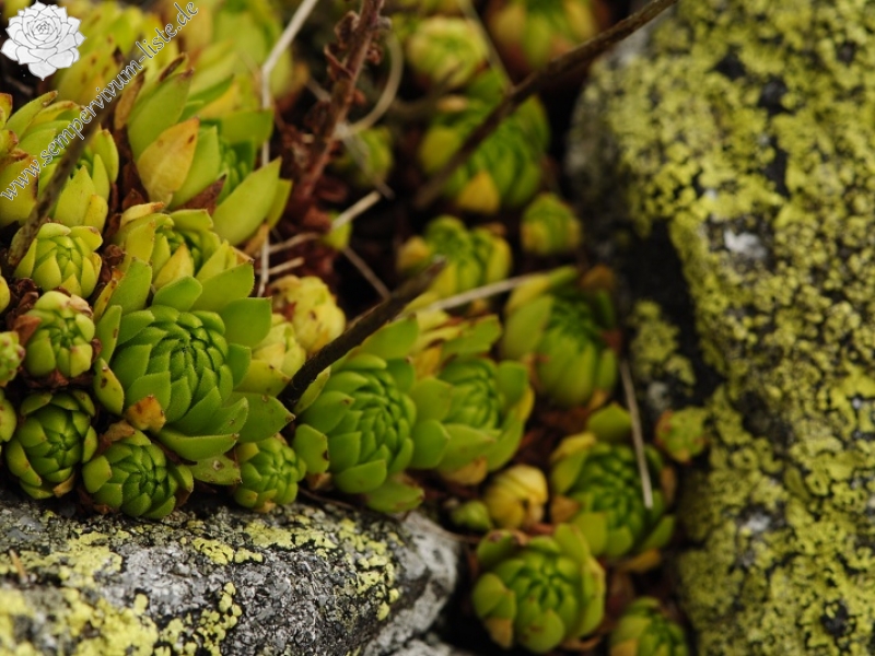 montanum ssp. carpathicum from Gáborovo sedlo