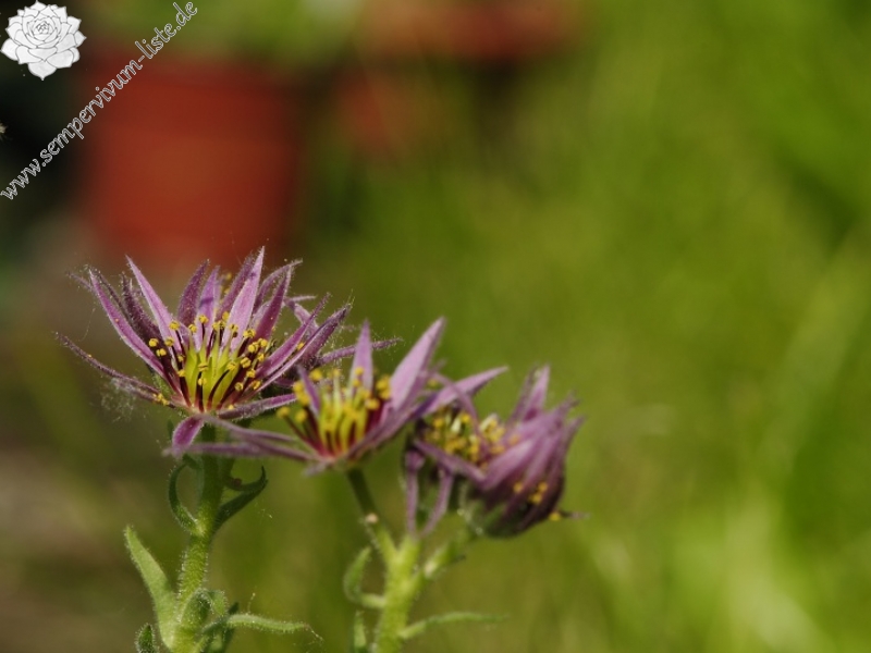 montanum ssp. carpathicum from Gáborovo sedlo
