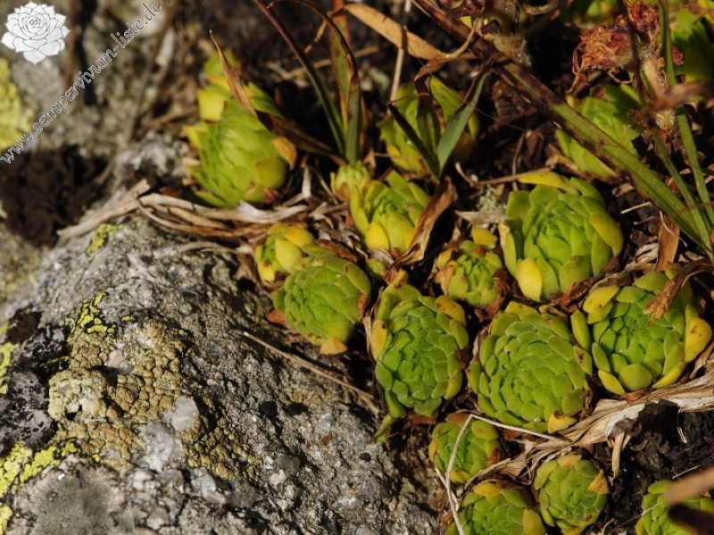 montanum ssp. carpathicum from Kozi Wierch