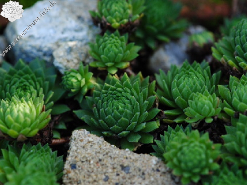 montanum ssp. carpathicum from Kráľova skala