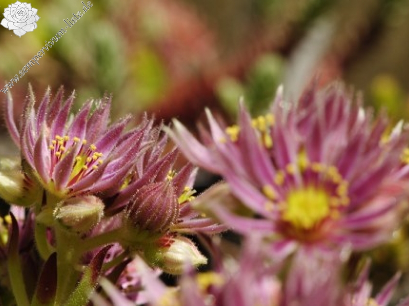 montanum ssp. carpathicum from Kráľova skala