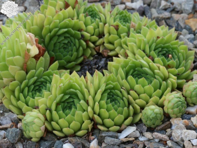 montanum ssp. carpathicum from Kralovany