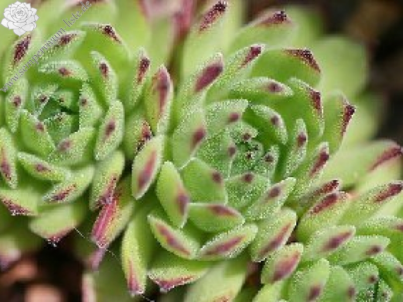 montanum ssp. carpathicum from Kralovany