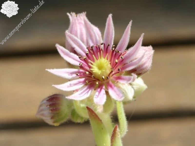 montanum ssp. carpathicum from Kralovany
