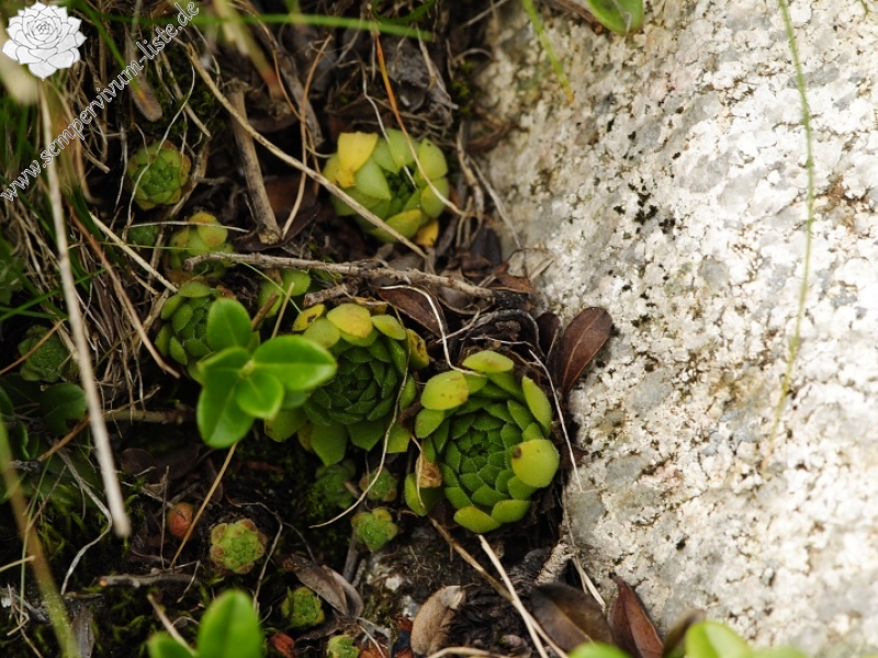 montanum ssp. carpathicum from Krzyzne, Abhang