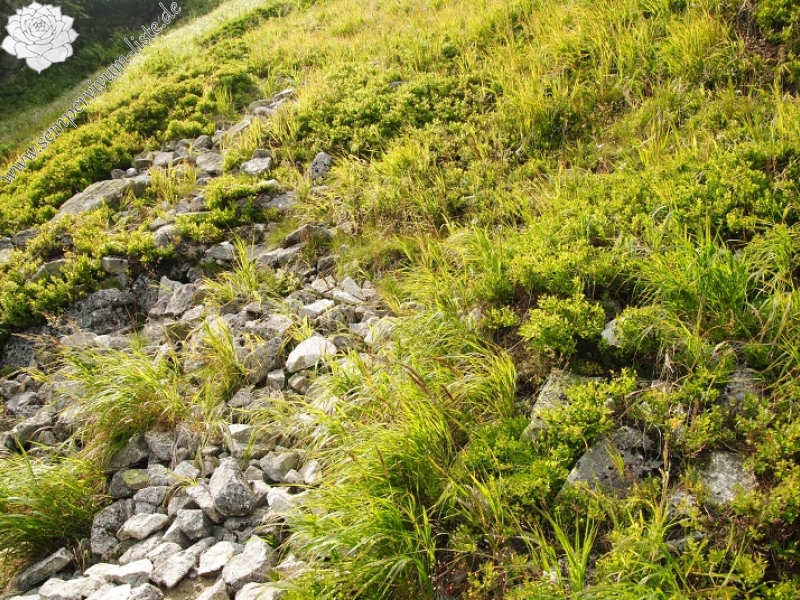 montanum ssp. carpathicum from Krzyzne, Abhang