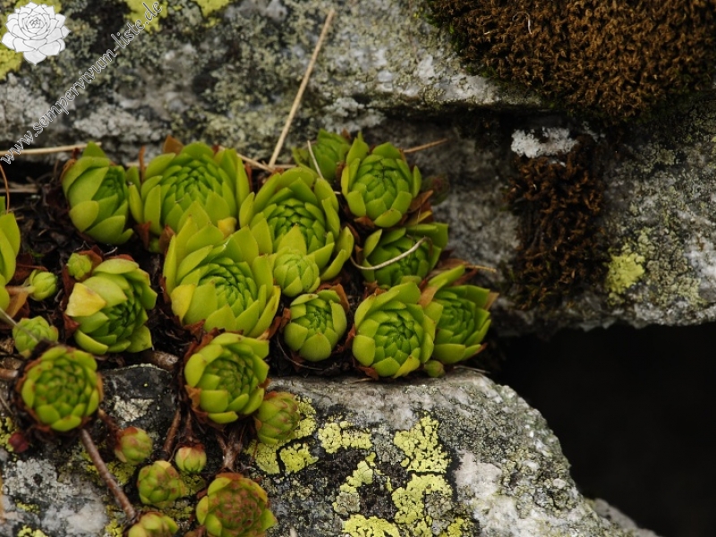 montanum ssp. carpathicum from Miedziane