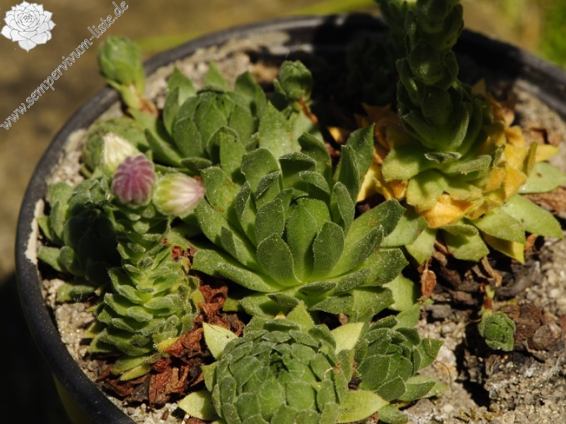montanum ssp. carpathicum from Morskie Oko