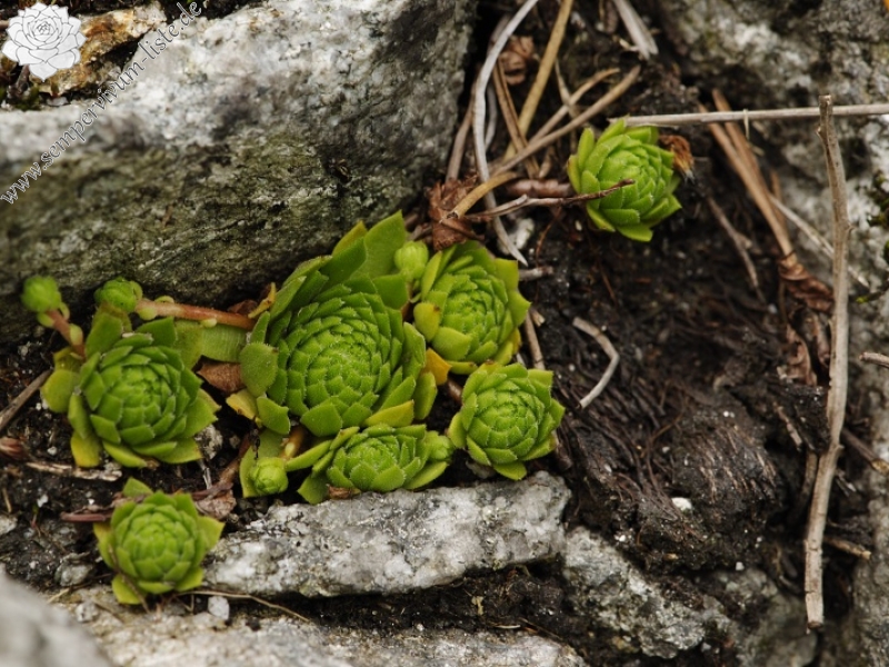 montanum ssp. carpathicum from Morskie Oko