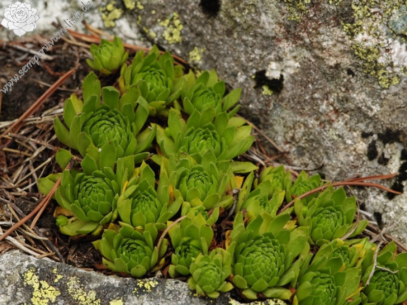 montanum ssp. carpathicum from Morskie Oko
