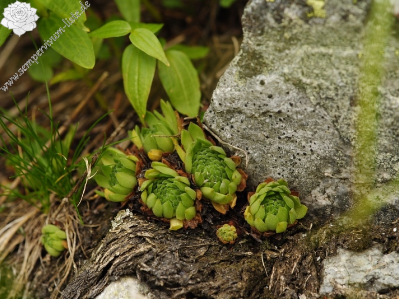 montanum ssp. carpathicum from Morskie Oko