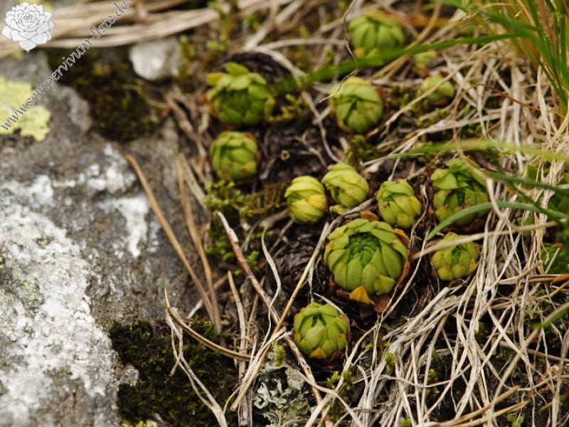 montanum ssp. carpathicum from Morskie Oko
