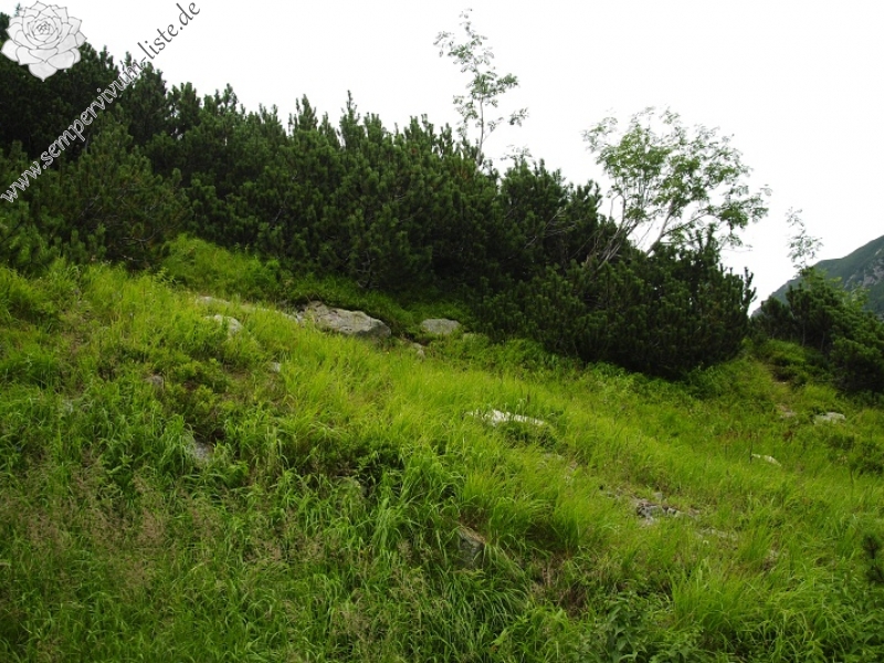 montanum ssp. carpathicum from Morskie Oko