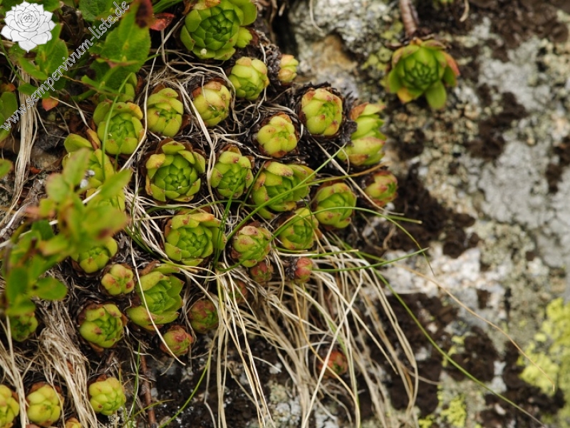 montanum ssp. carpathicum from Sattel Zawrat, unterhalb