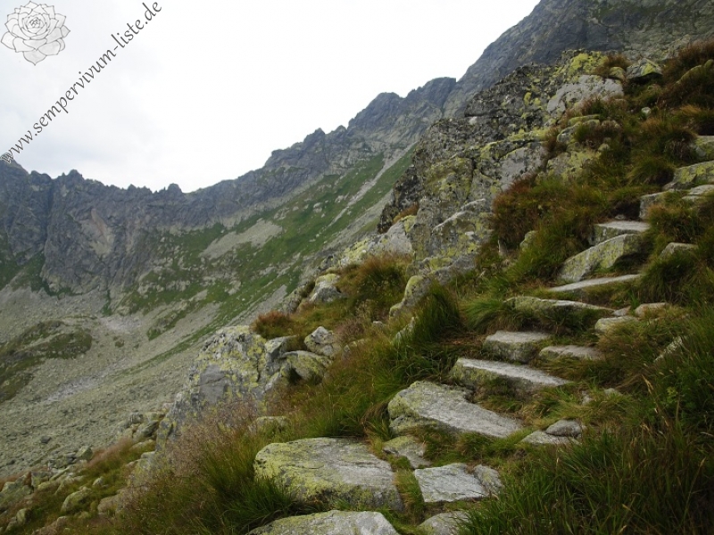 montanum ssp. carpathicum from Sattel Zawrat, unterhalb