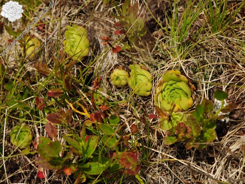 montanum ssp. carpathicum from Svinické sedlo