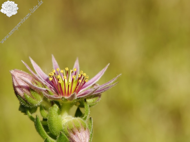 montanum ssp. carpathicum from Svinické sedlo