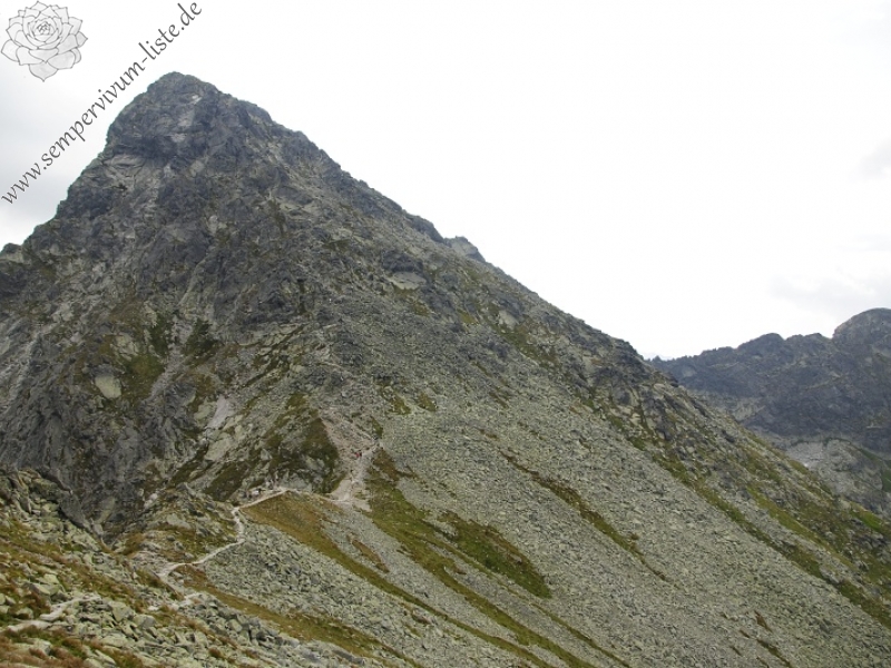 montanum ssp. carpathicum from Svinické sedlo