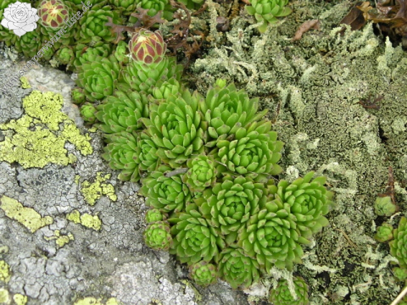 montanum ssp. carpathicum from Veľká hoľa