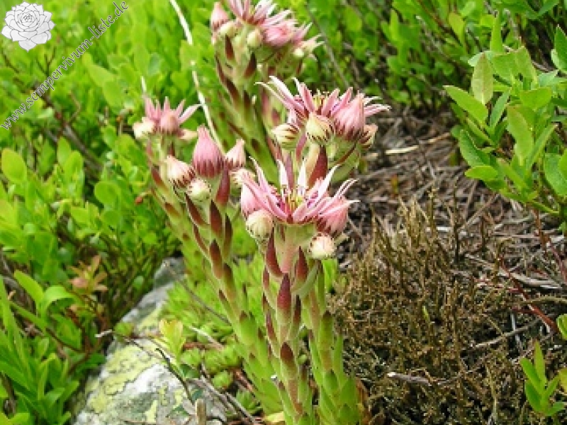 montanum ssp. carpathicum from Veľká hoľa