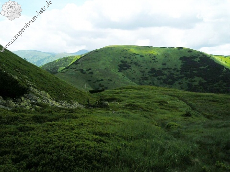 montanum ssp. carpathicum from Veľká hoľa
