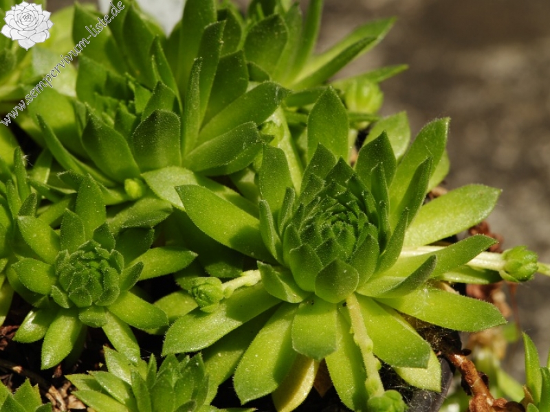 montanum ssp. carpathicum from Wielka Buczynowa, Abhang