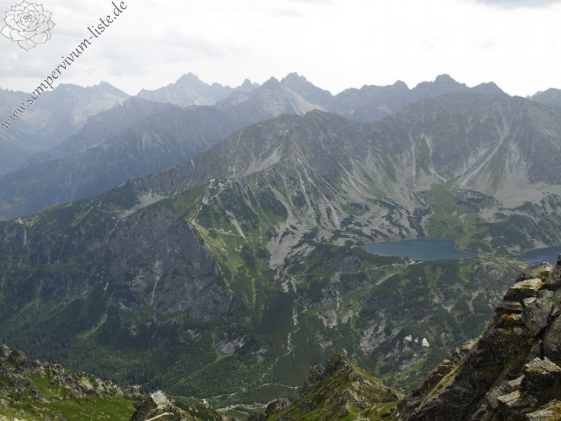 montanum ssp. carpathicum from Wielka Buczynowa, Abhang