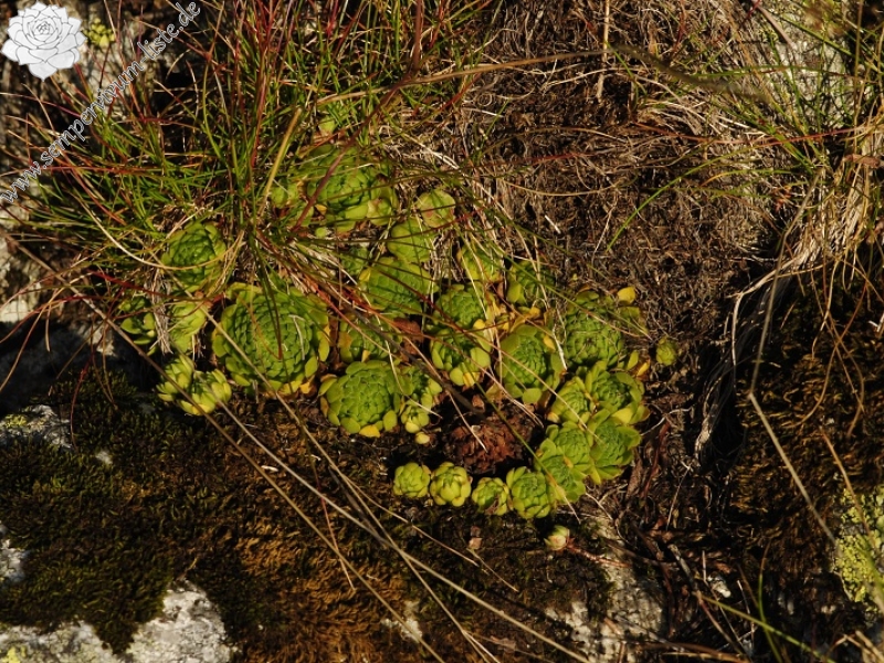 montanum ssp. carpathicum from Wielky Staw Polski