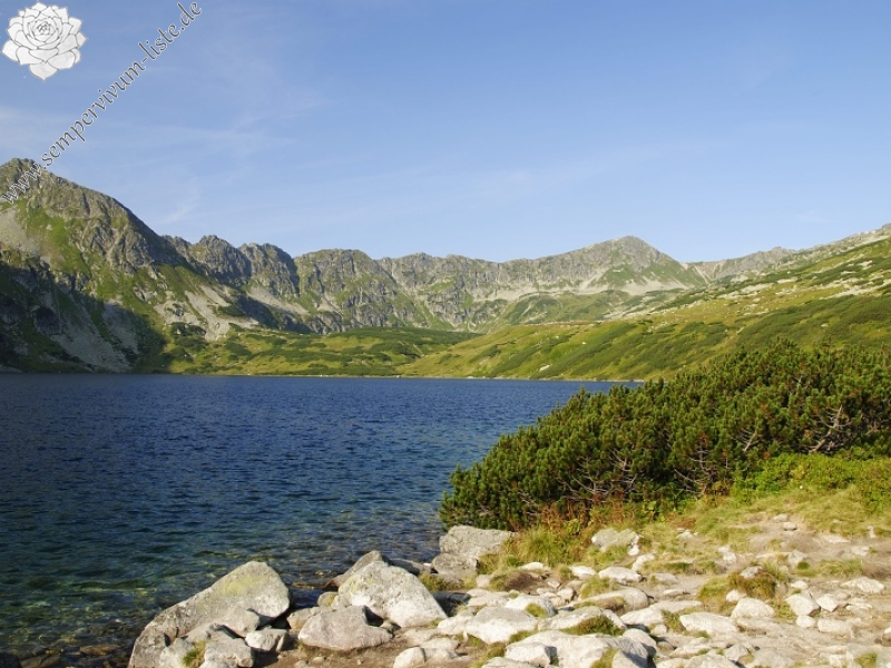 montanum ssp. carpathicum from Wielky Staw Polski