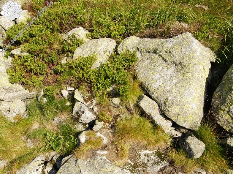 montanum ssp. carpathicum from Wielky Staw Polski