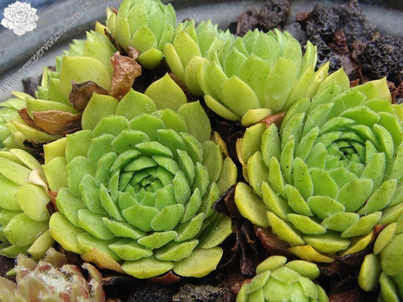 montanum ssp. carpathicum from Zamutov-Zamutovske Skaly