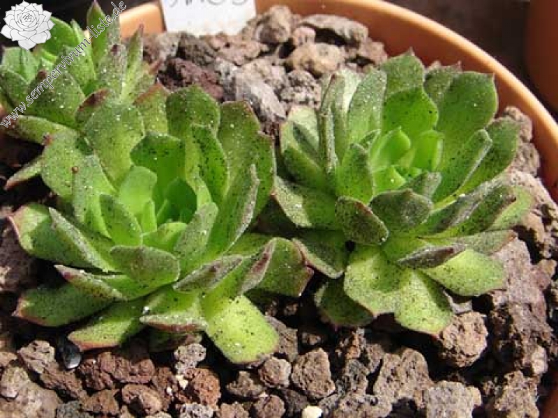 montanum ssp. carpathicum from Zamutov-Zamutovske Skaly