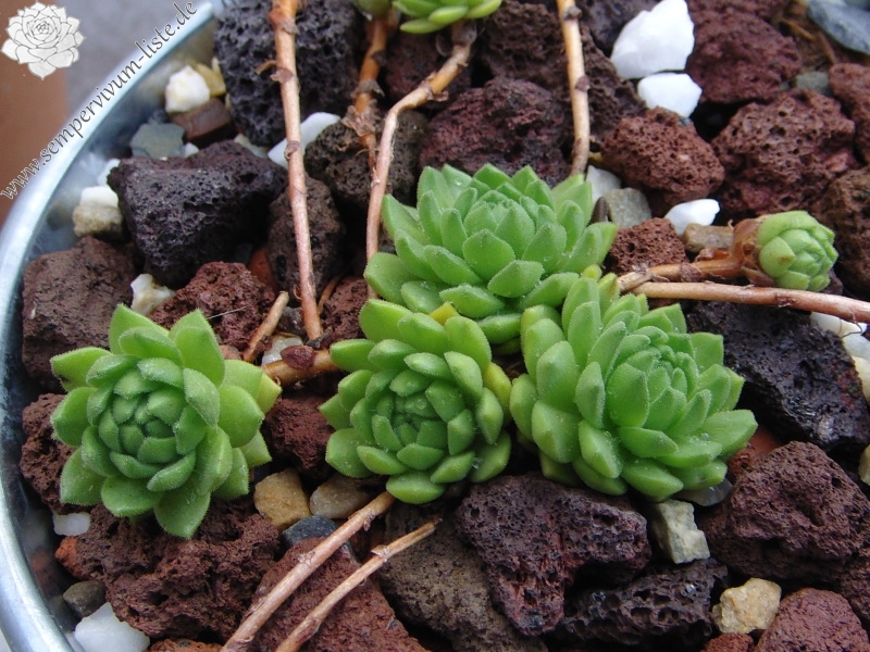 montanum ssp. carpathicum