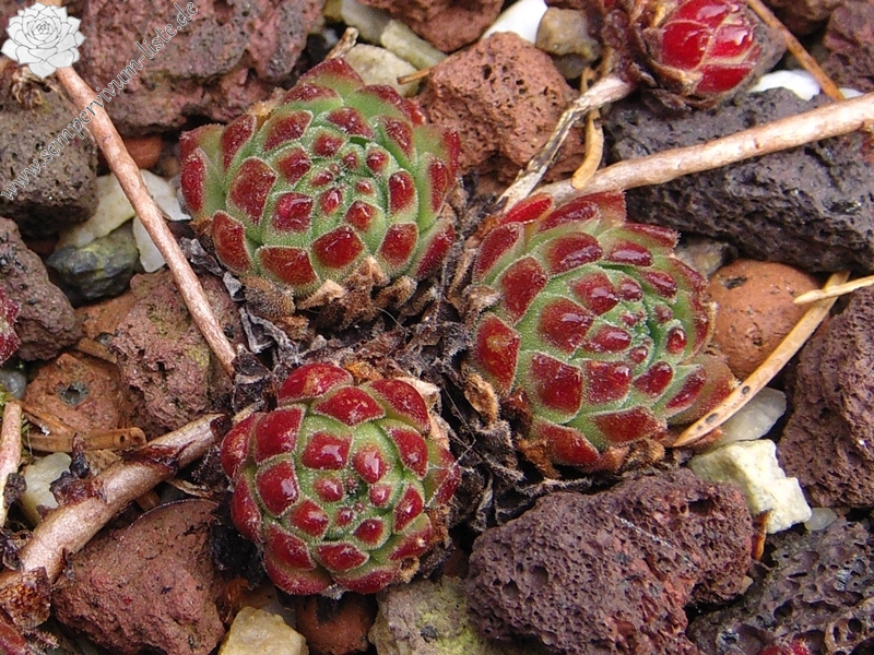 montanum ssp. carpathicum