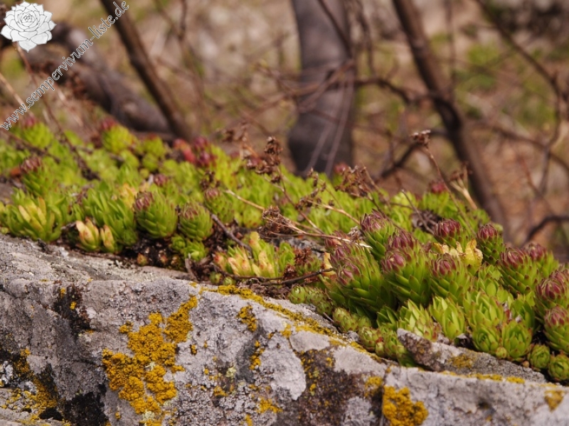 montanum ssp. heterophyllum from Jaseňová skala