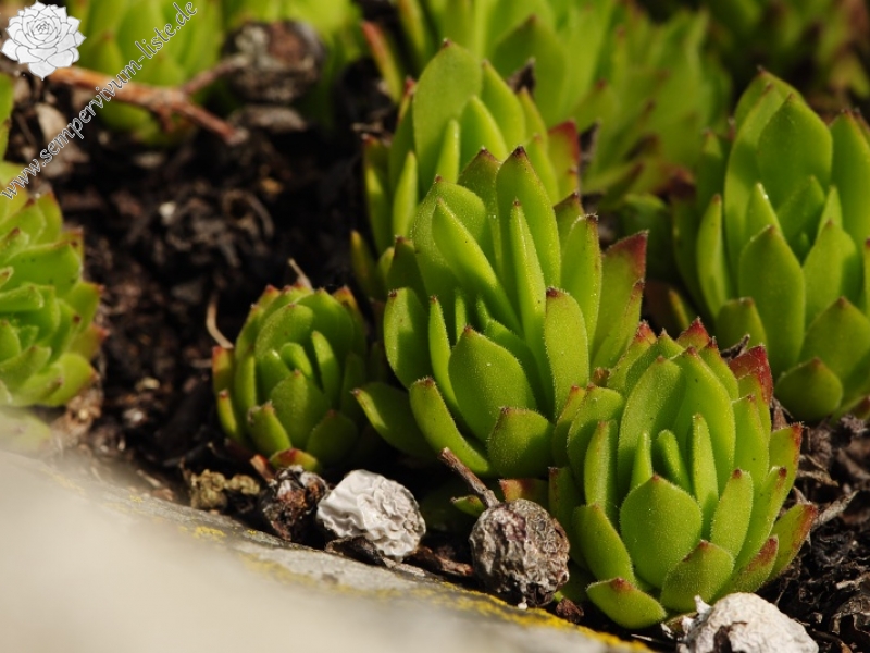 montanum ssp. heterophyllum from Jaseňová skala