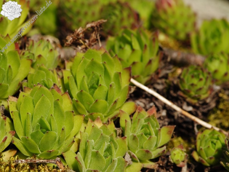 montanum ssp. heterophyllum from Jaseňová skala