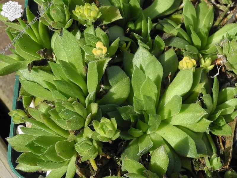 montanum ssp. heterophyllum from Stará Kremnička