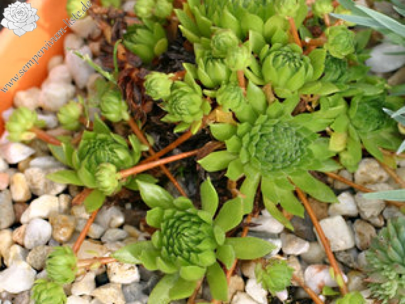 montanum ssp. heterophyllum