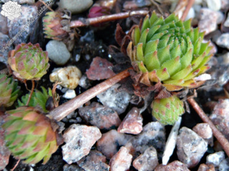 montanum ssp. heterophyllum