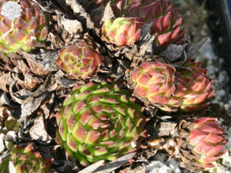 montanum ssp. heterophyllum