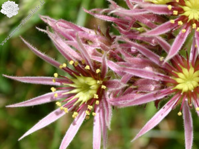 montanum ssp. heterophyllum