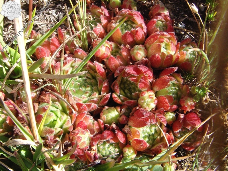 montanum ssp. montanum from Berninapass