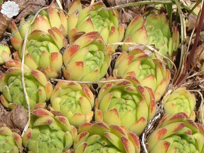 montanum ssp. montanum from Gotthard (Passhöhe)